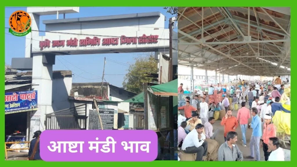 Ashta mandi bhav | आष्टा मंडी भाव | आज के आष्टा मंडी भाव | आज के मंडी भाव | Ashta mandi Rate | Ashta Mandi Bhav Kya Hai Ashta mandi bhav - आष्टा मंडी भाव jagokisan