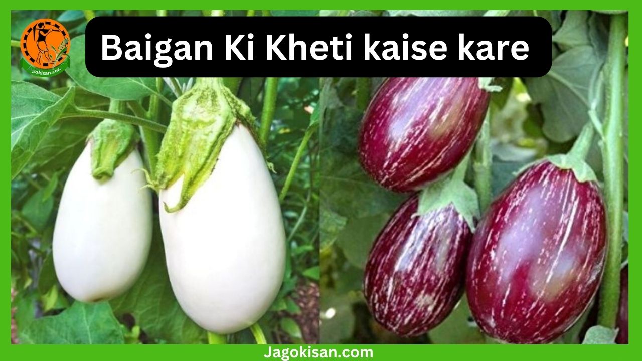 Baigan Ki Kheti kaise kare बैंगन की खेती की पूरी जानकारी Brinjal Farming बैंगन की खेती कैसे करें