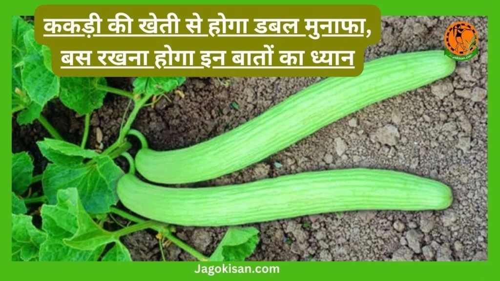 Kakdi ki kheti kaise kare 9 Tips or kab kare iske fayde or nuksan: ककड़ी की खेती से होगा डबल मुनाफा, बस रखना होगा इन बातों का ध्यान| Kakdi ki kheti kaise kare or kab kare iske fayde or nuksan ककड़ी की खेती से होगा डबल मुनाफा, बस रखना होगा इन बातों का ध्यान