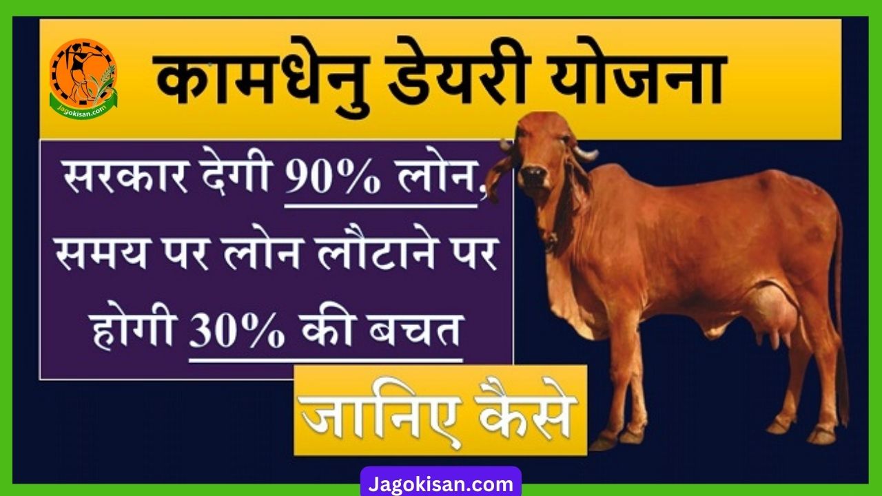 Kamdhenu Dairy Yojana Rajasthan 2023