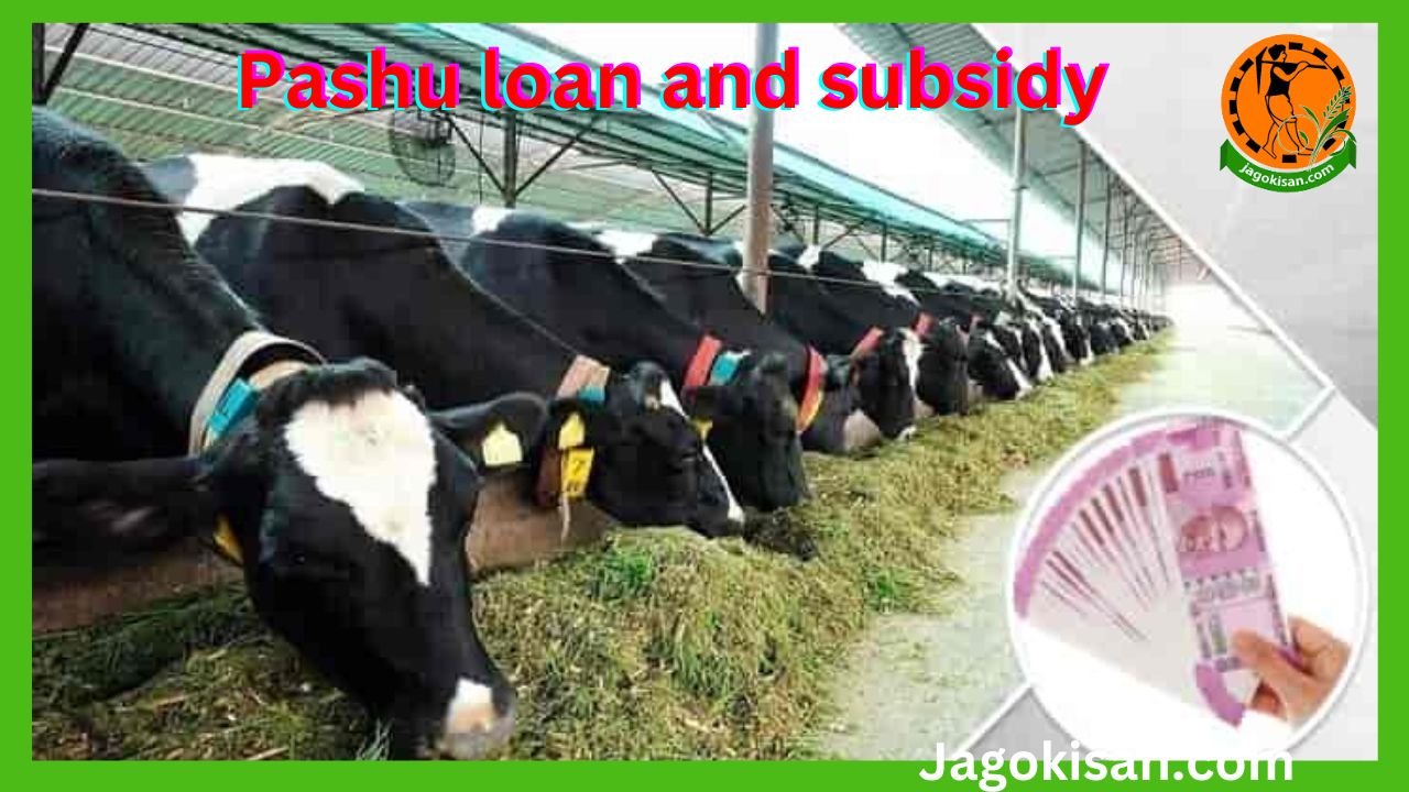 Pashu loan and subsidy पशु ऋण और सब्सिडी कैसे और कहा से प्राप्त करे