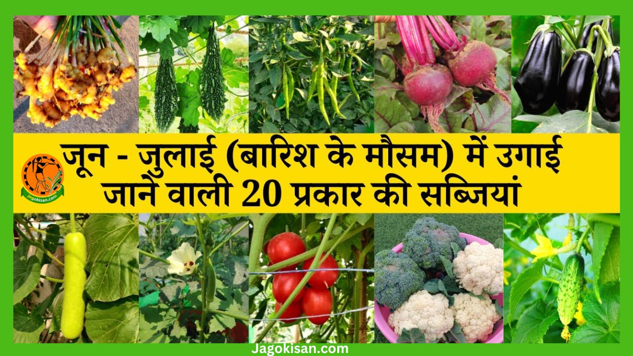 june or july me ugne wali sabji kaun si hai जून जुलाई में उगाई जाने वाली 20 प्रकार की सब्जियों के बारे मैं