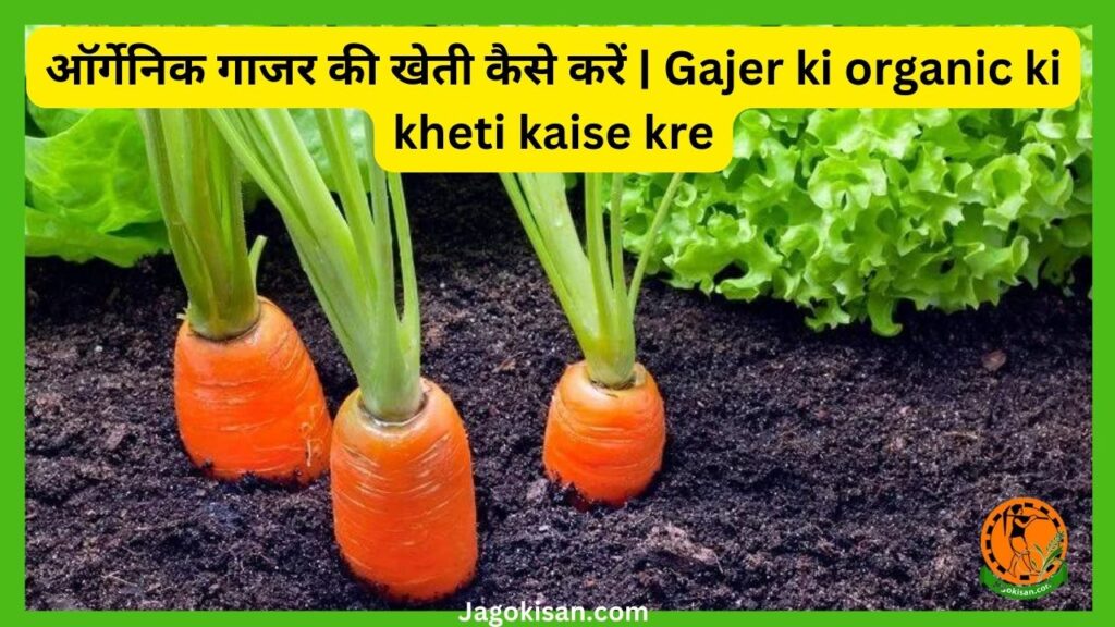 ऑर्गेनिक गाजर की खेती कैसे करें Gajer ki organic ki kheti kaise kre