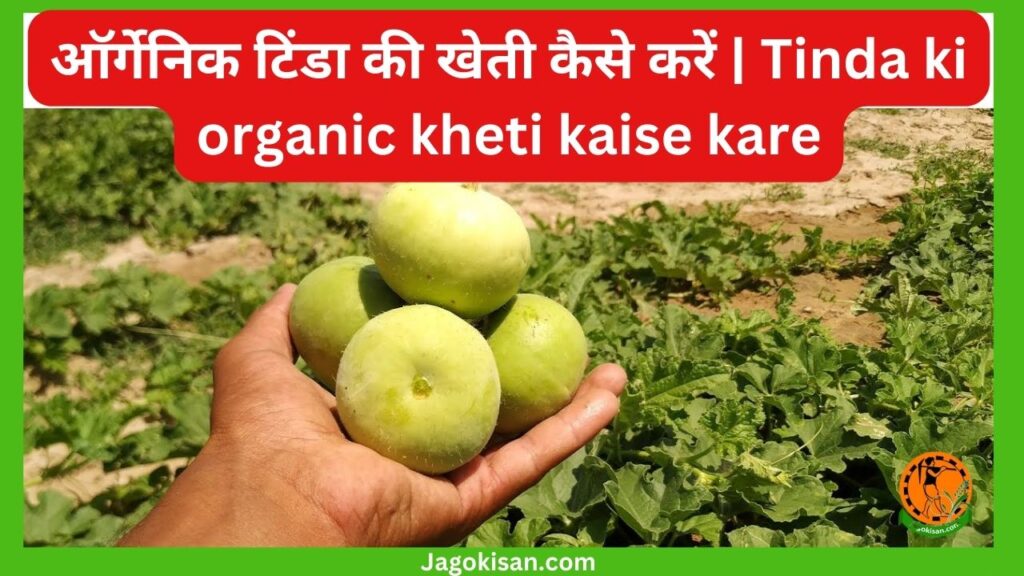 ऑर्गेनिक टिंडा की खेती कैसे करें Tinda ki organic kheti kaise kare