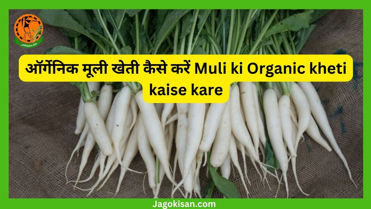 ऑर्गेनिक मूली खेती कैसे करें Muli ki Organic kheti kaise kare
