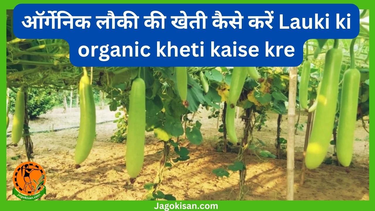 ऑर्गेनिक लौकी की खेती कैसे करें Lauki ki organic kheti kaise kre