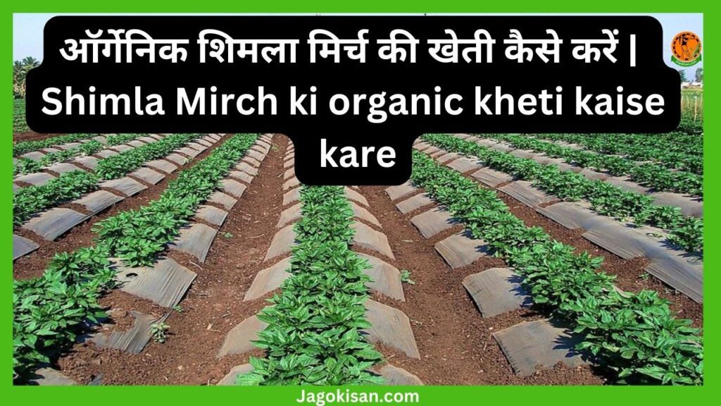 ऑर्गेनिक शिमला मिर्च की खेती कैसे करें Shimla Mirch ki organic kheti kaise kare