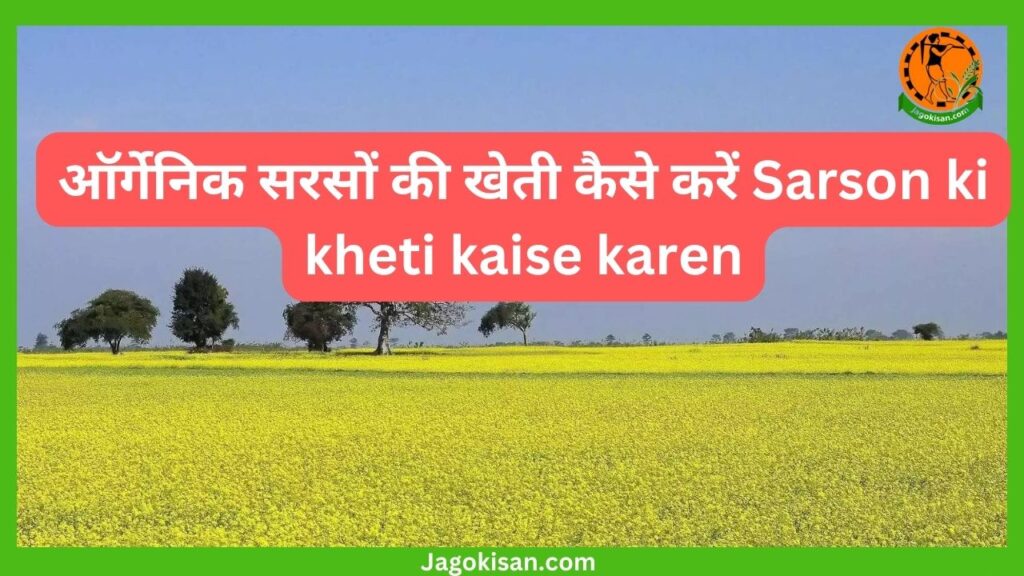 ऑर्गेनिक सरसों की खेती कैसे करें Sarson ki kheti kaise karen
