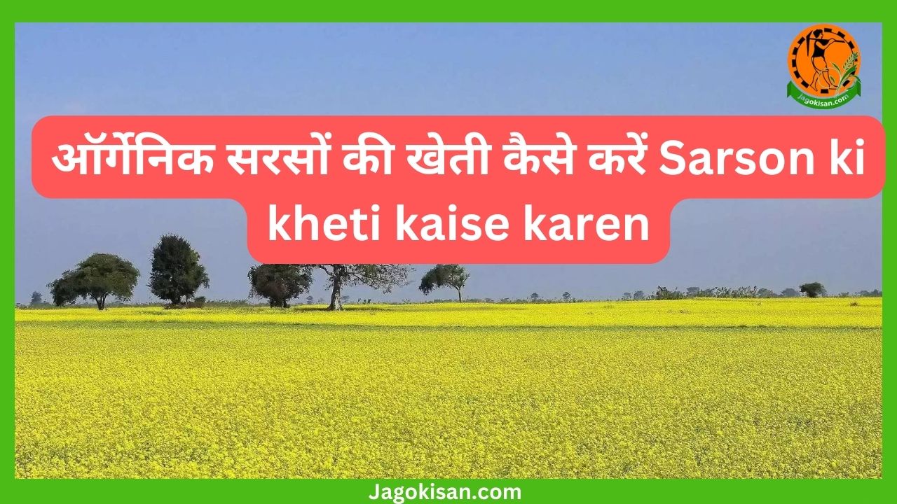 ऑर्गेनिक सरसों की खेती कैसे करें Sarson ki kheti kaise karen