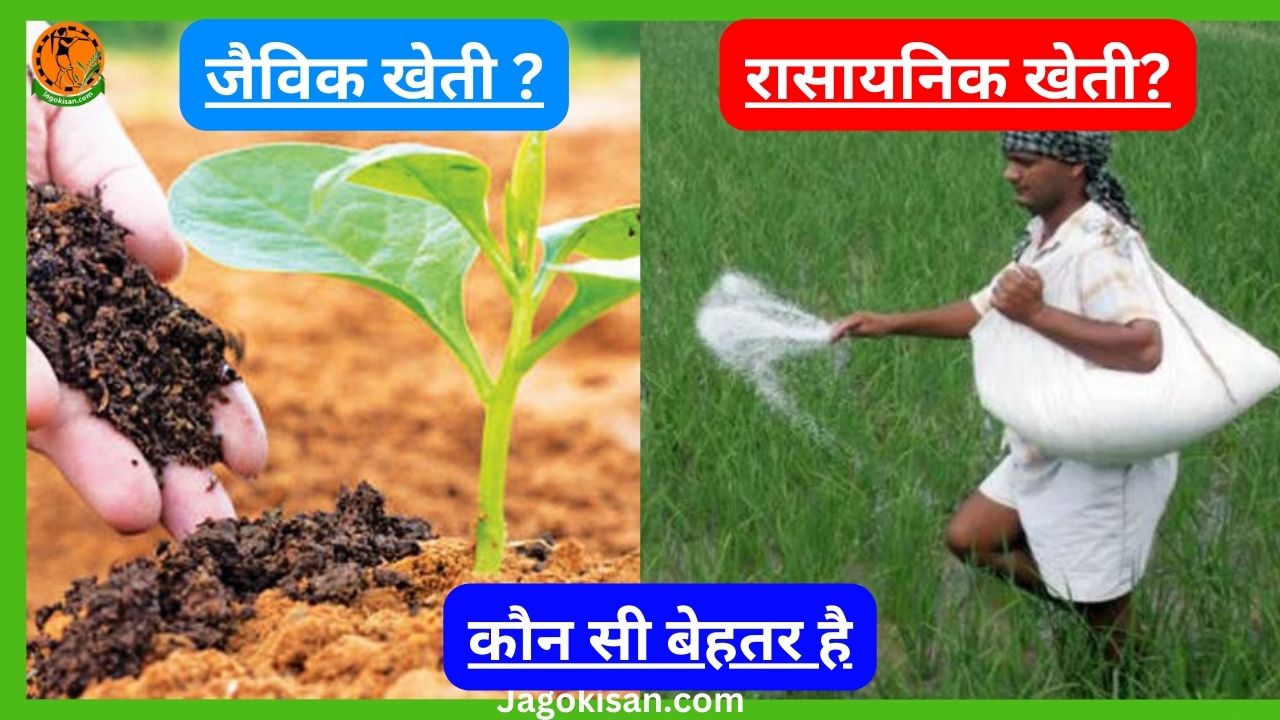 कौन सी बेहतर है जैविक खेती या रासायनिक खेती Which is better organic farming or chemical farming