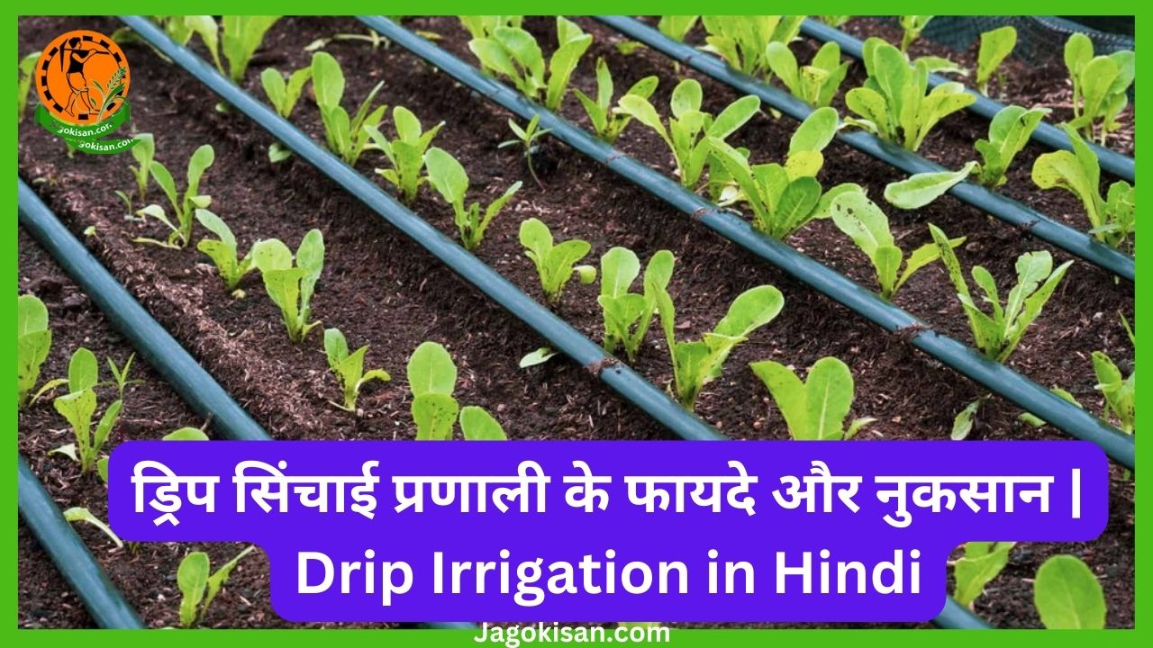 बराबरी सिचाई परनाली के फायदे और नुकसान Equal Irrigation Method in hindi