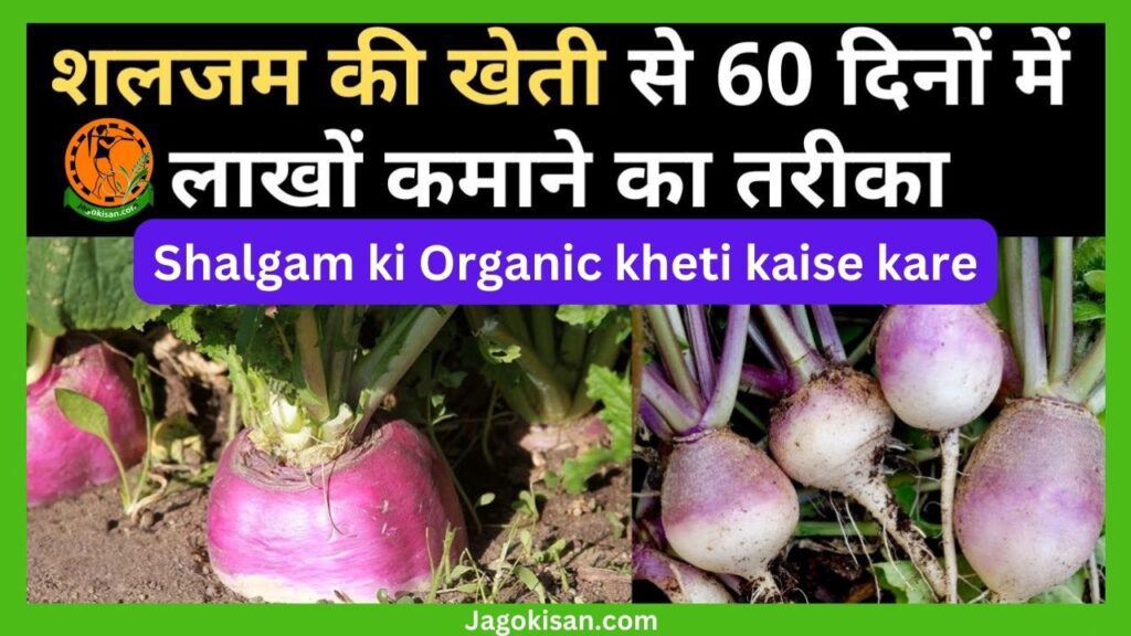 शलगम की ऑर्गेनिक खेती कैसे करें shalgam ki organic kheti kaise kare