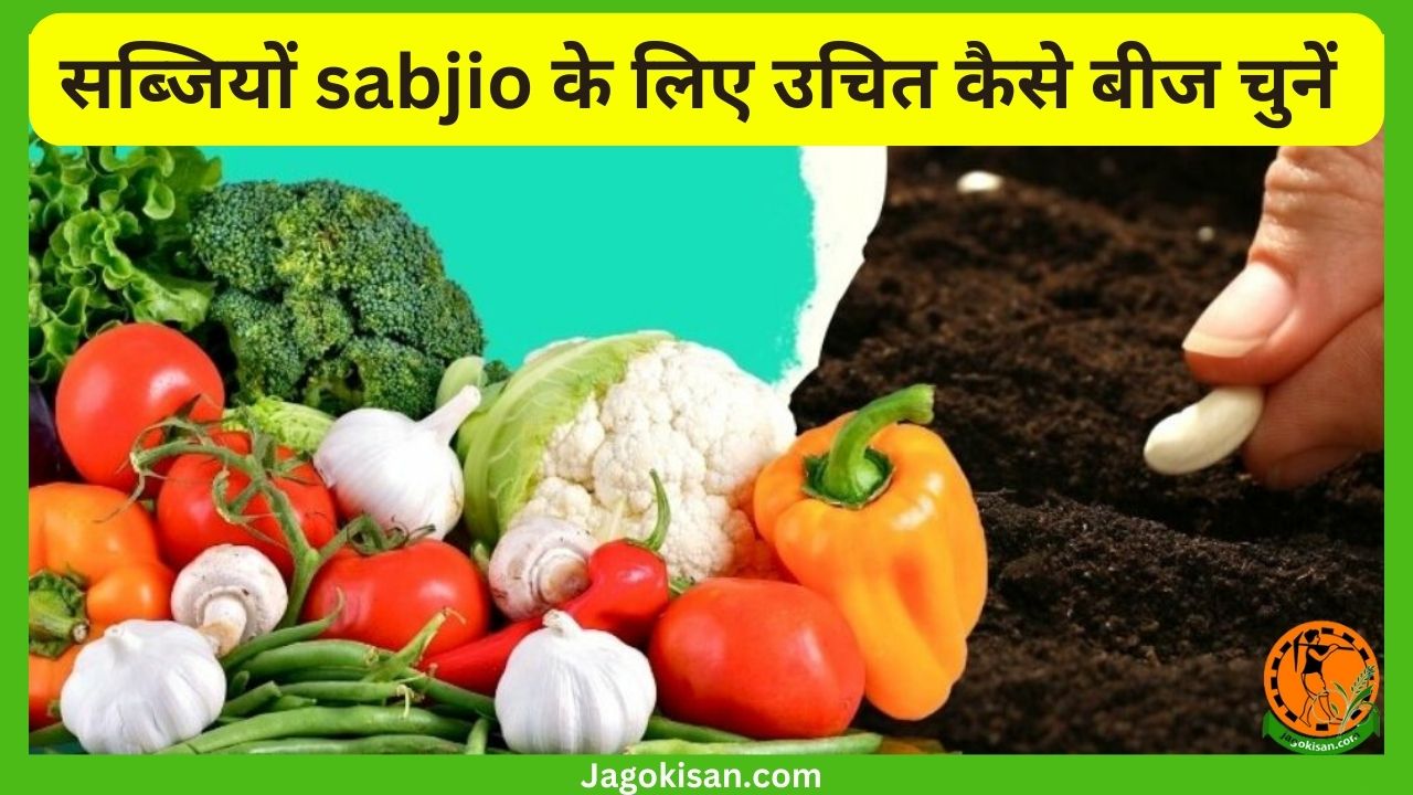 सब्जियों sabjio के लिए उचित बीज कैसे चुनें जानें किस तरह सही बीज चुनें और सब्जियों की उन्नत खेती करें।