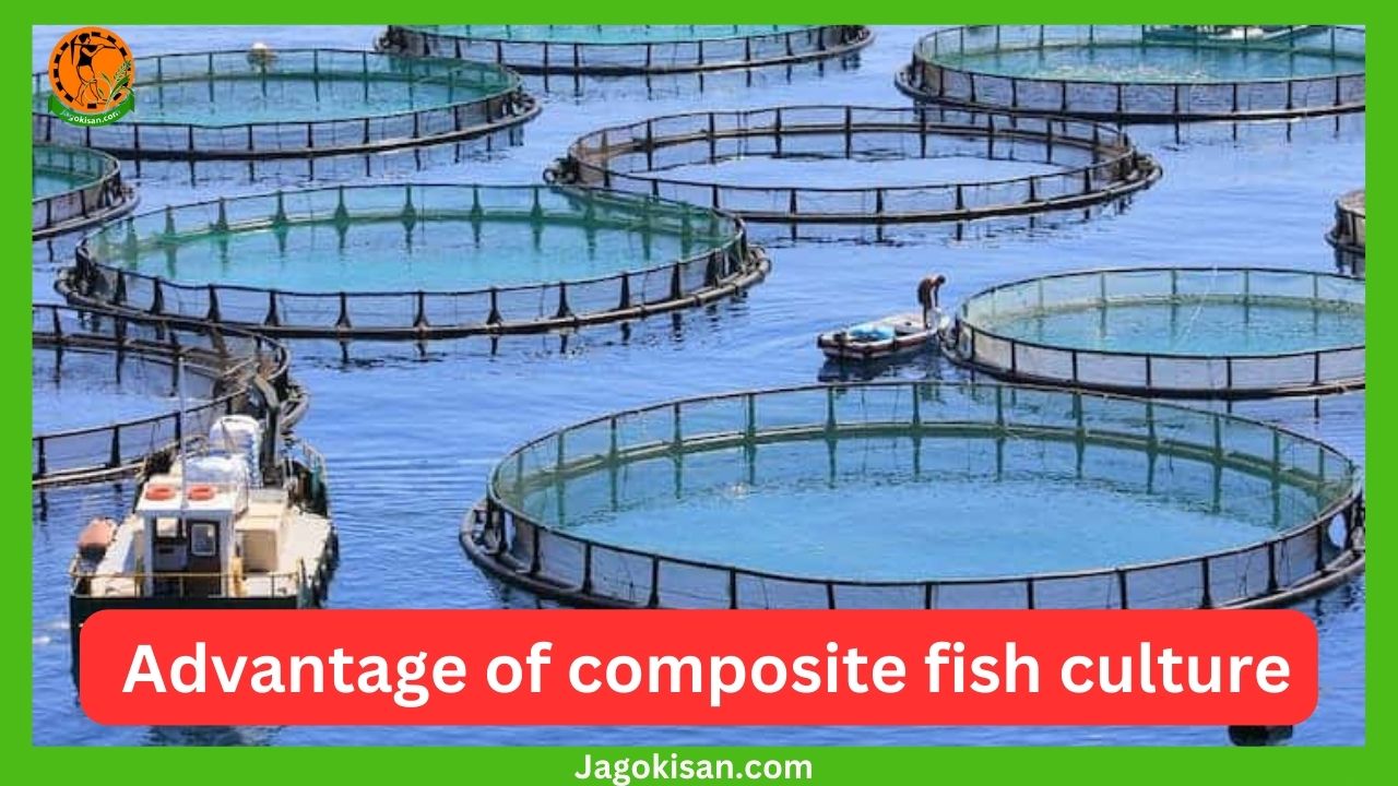 समग्र मछलीपालन कैसे किया जाए Samagr Machhali Palan Kaise Kiya Jaiye what are the advantage of composite fish culture