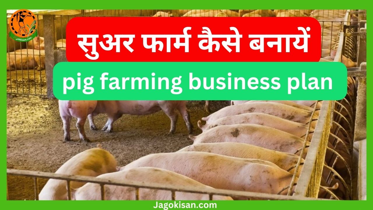 सुअर फार्म कैसे बनायें suar palan kaise karen pig farming business plan in hindi