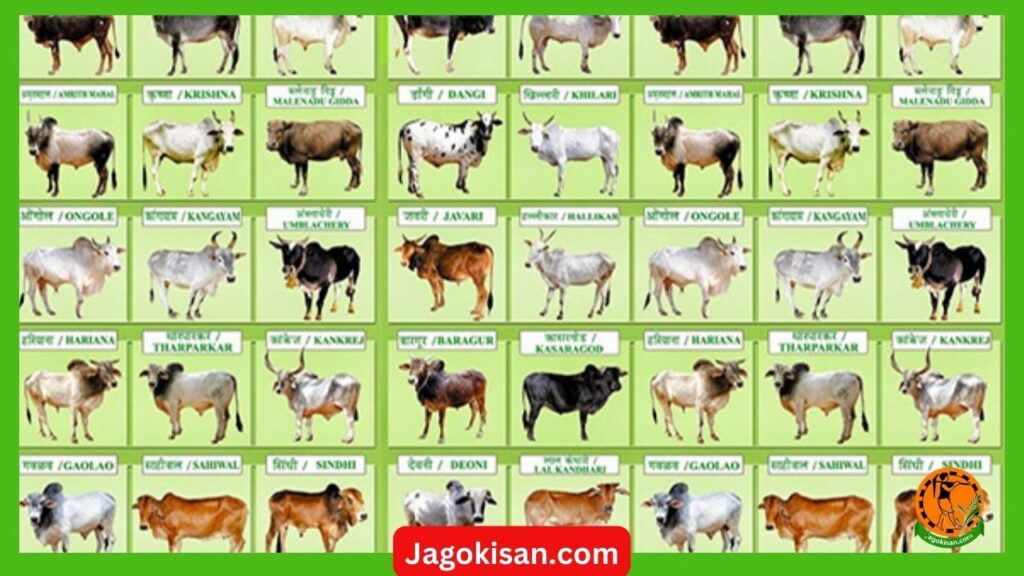 32 Desi cow ki Nasal kitne Prakar Ki Hoti Hai | भारत मे होने वाली देसी गाय और उनकी प्रमुख नस्लें | Desi gaye ki nasal