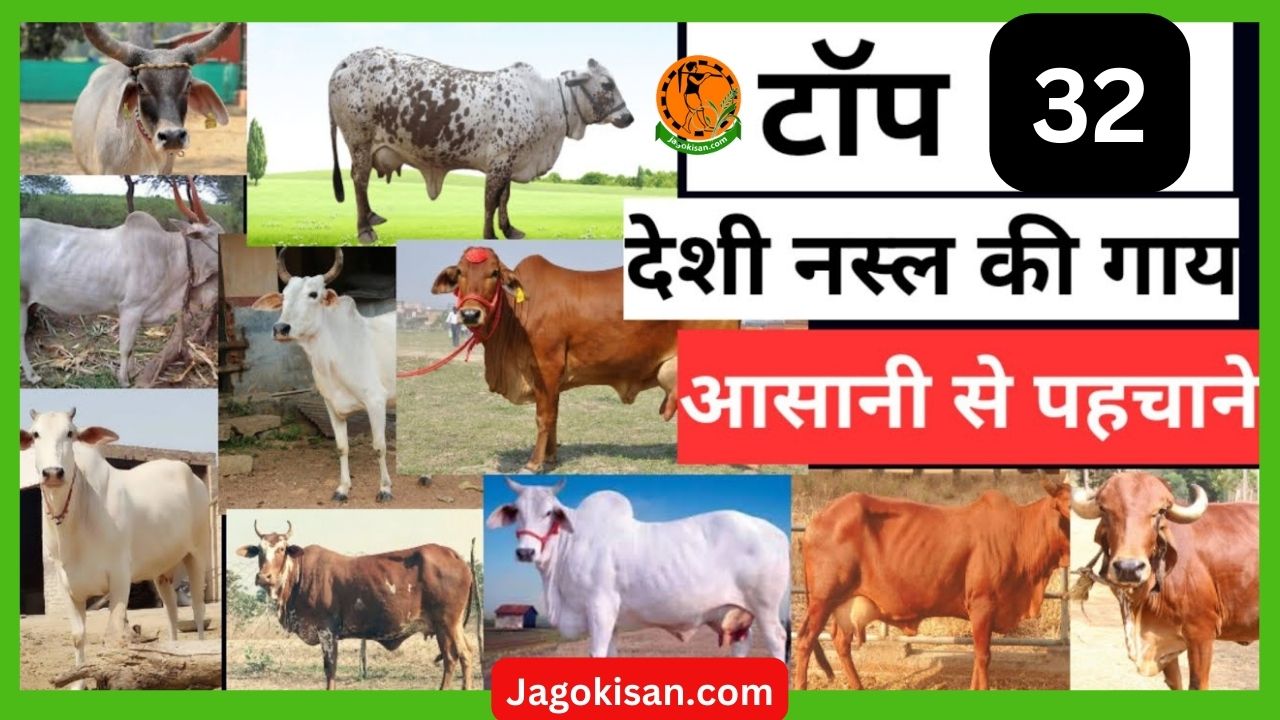 32 Desi cow ki Nasal kitne Prakar Ki Hoti Hai