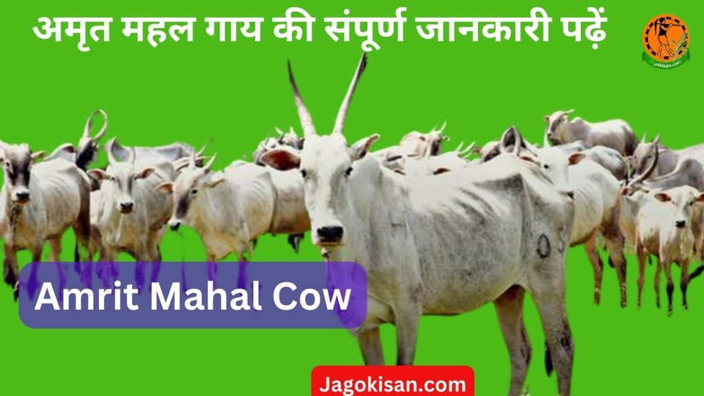 Amrit Mahal Cow 