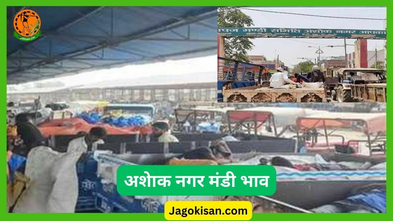 Ashoknagar mandi bhav अशेाक नगर मंडी भाव आज का मंडी भाव jagokisan