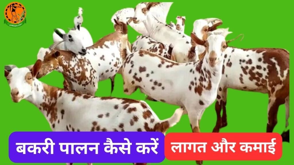 Bakri Palan Kaise Kare गांव में बकरी पालन कैसे करें, लागत और कमाई