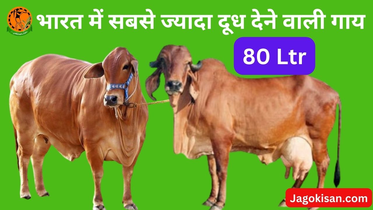 Bharat ki kuch sabse jyada doodh dene wali cows भारत में सबसे ज्यादा दूध देने वाली गाय कौन सी है नाम व कीमत