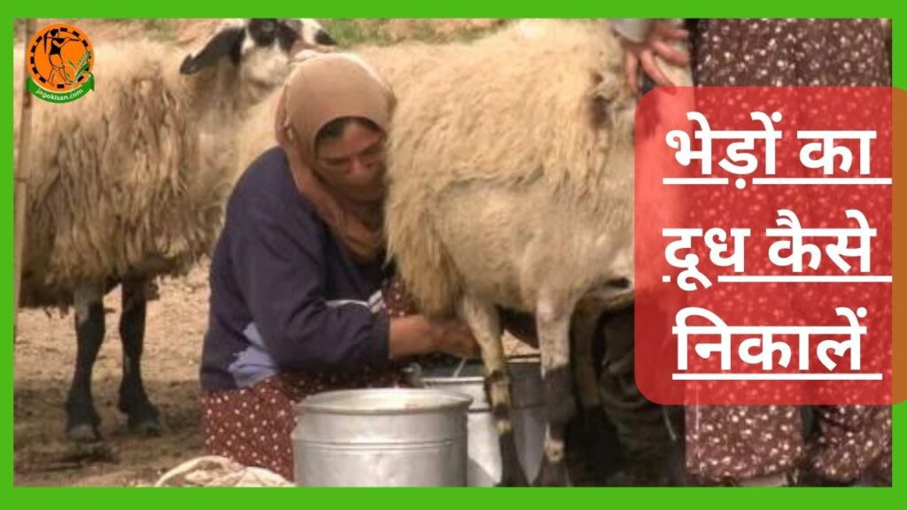 Bhed ka doodh kab or kaise nikale दूध देने वाली भेड़ से दूध उत्पादन और उपज