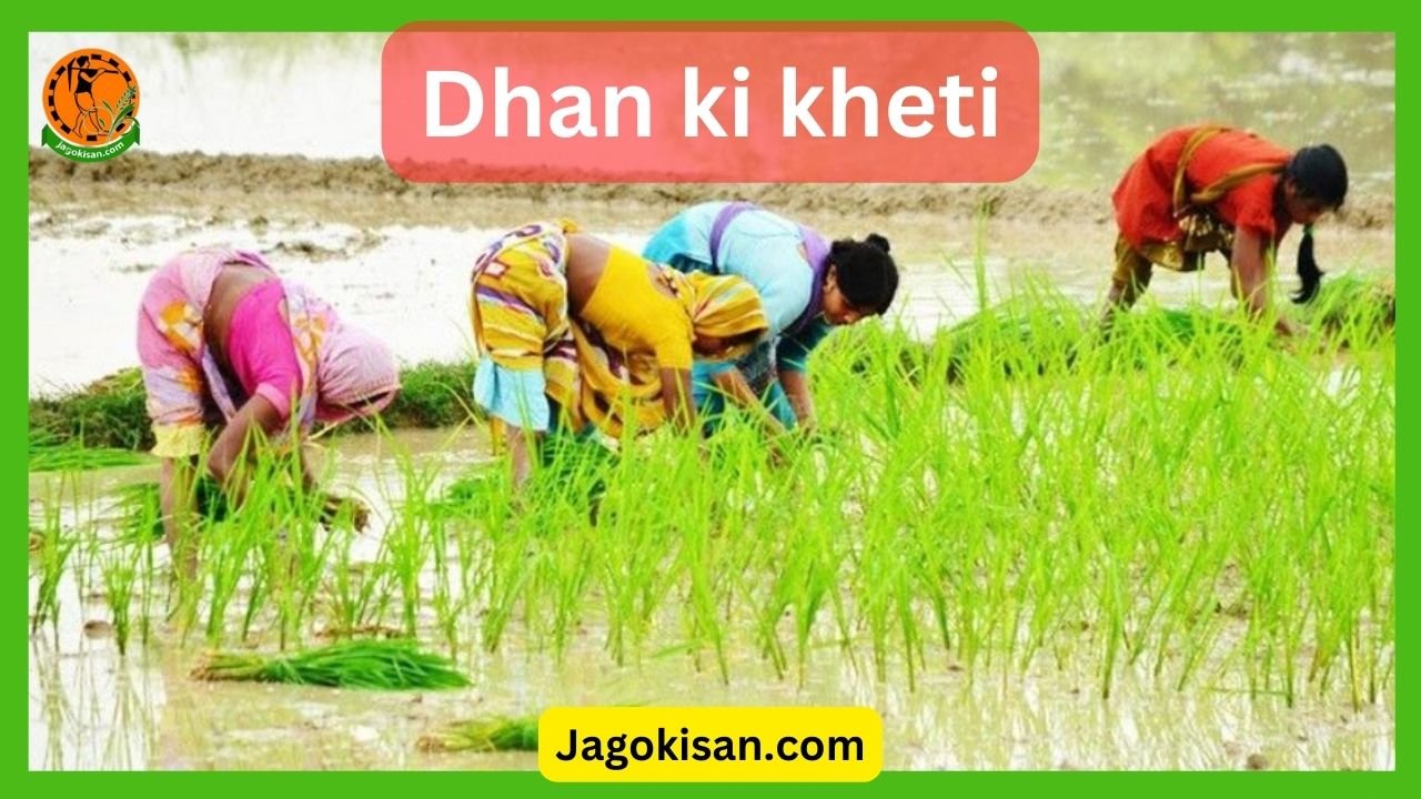 Dhan ki kheti