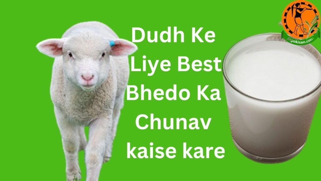 Dudh Ke Liye Best Bhedo Ka Chunav kaise kare दूध के लिए भेड़ों का चुनाव