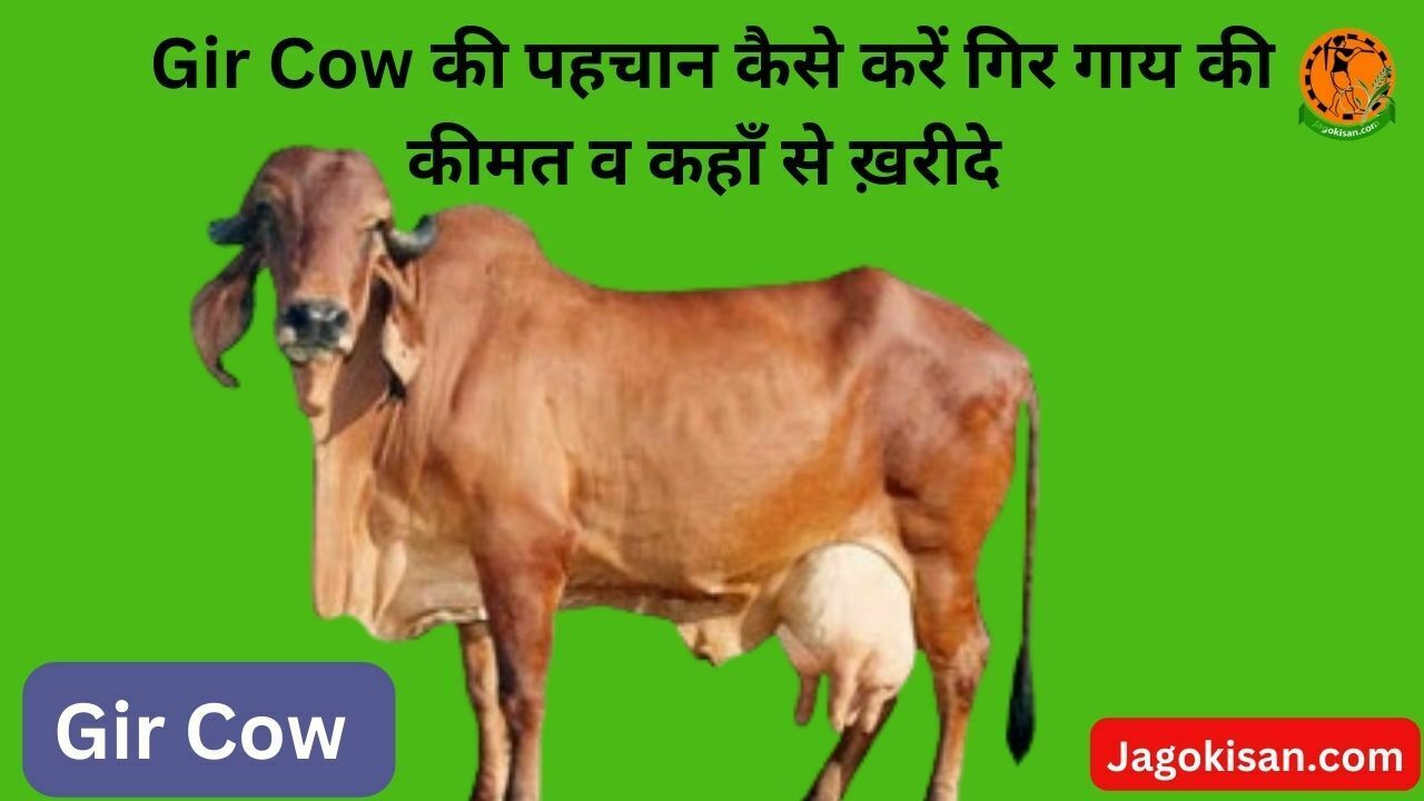 Gir Cow की पहचान कैसे करें गिर गाय की कीमत व कहाँ से ख़रीदे