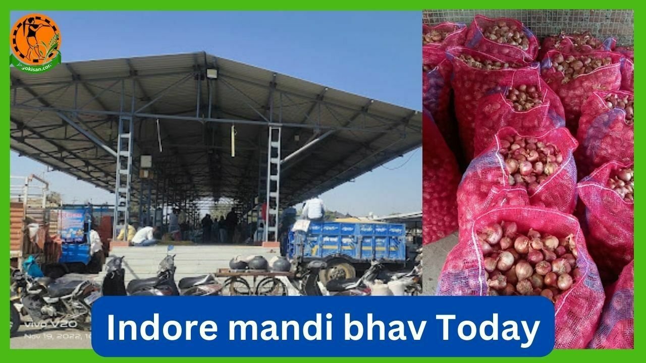 Indore mandi bhav आज के मंडी भाव JagoKisan