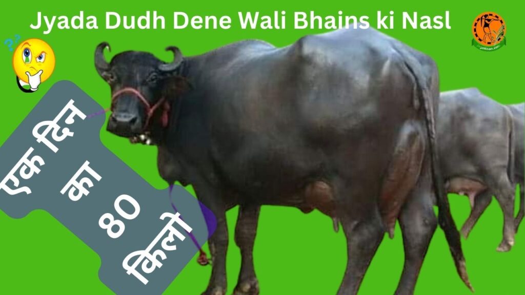 Jyada Dudh Dene Wali Bhains ki Nasl ज्यादा दूध देने वाली 12 भैंस (Bufallo) की नस्ल