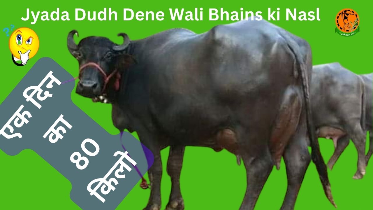 Jyada Dudh Dene Wali Bhains ki Nasl ज्यादा दूध देने वाली 12 भैंस (Bufallo) की नस्ल