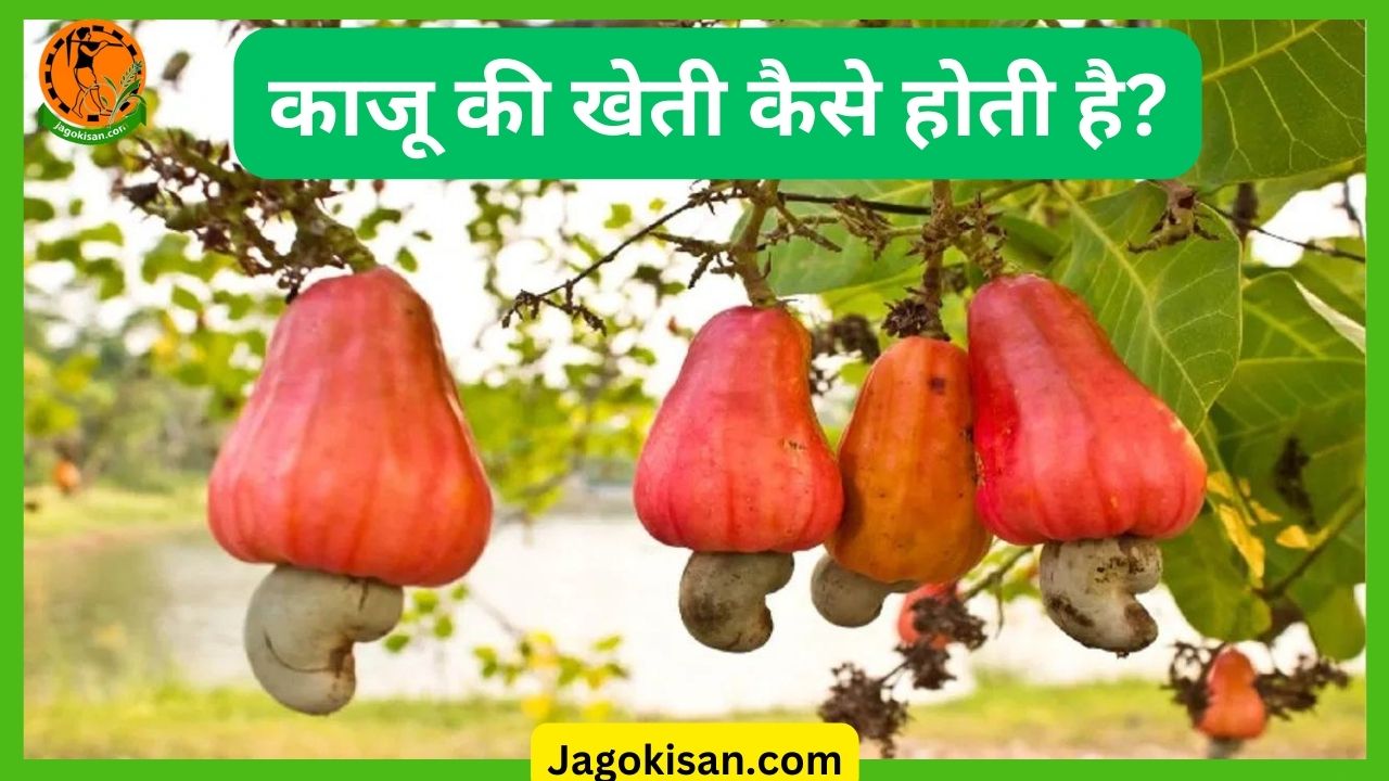 Kaju ki kheti काजू की खेती कैसे होती है Cashew Farming in Hindi