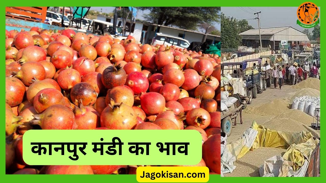 Kanpur Mandi Bhav कानपुर मंडी का भाव आज के मंडी भाव JagoKisan