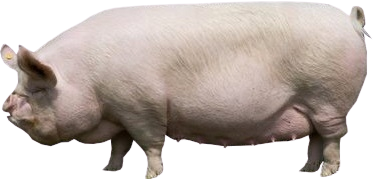 Suar (pig farming) Palan Kaise Kare | सूअर पालन कैसे शुरू करें | pig farming In HIndi