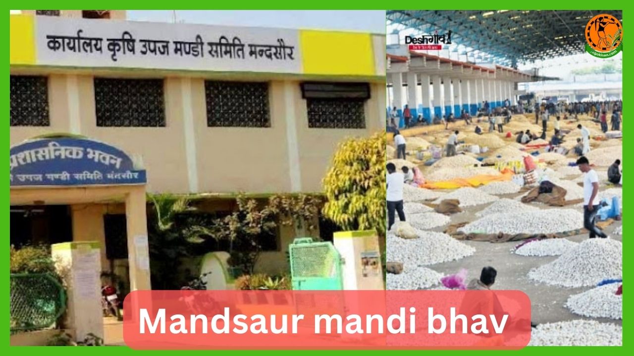 Mandsaur mandi bhav आज के मंडी भाव JagoKisan