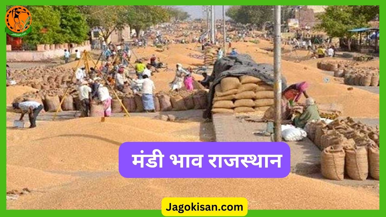Rajasthan Mandi bhav मंडी भाव राजस्थान आज के मंडी भाव jagokisan
