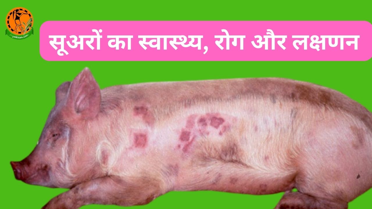 Suar Mai Lagne Wale Roj Aur Lakshan सूअरों का स्वास्थ्य, रोग और लक्षण