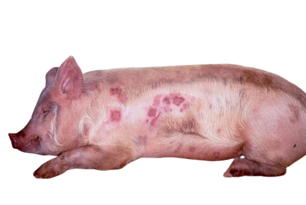 Suar mai lagne wale rog or unke upay | सुअरो में होने वाले प्रमुख रोग : रोकथाम तथा उपचार | Pig diseases and their remedies