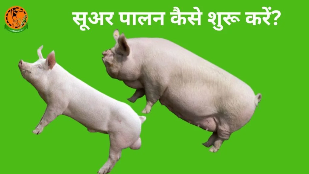 Suar (pig farming) Palan Kaise Kare सूअर पालन कैसे शुरू करें