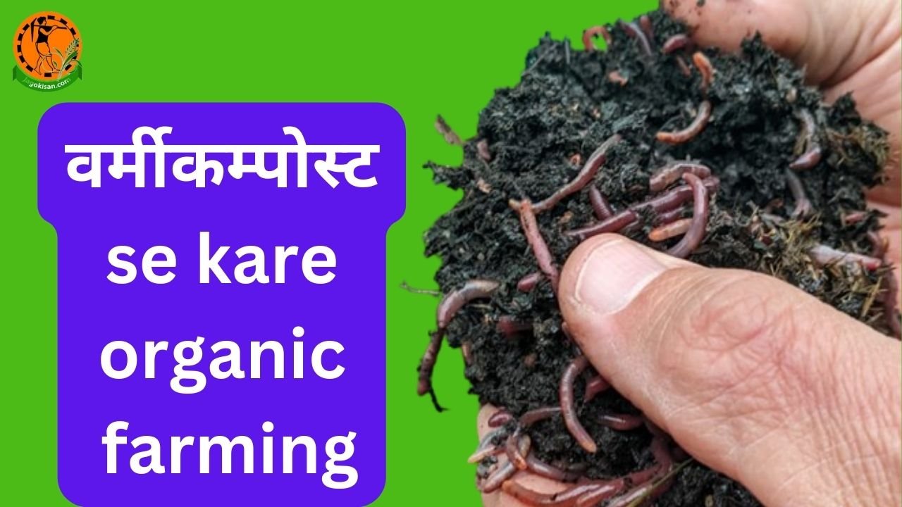 Vermicompost se kare organic farming वर्मीकम्पोस्ट है जैविक खेती का मुख्य आधार