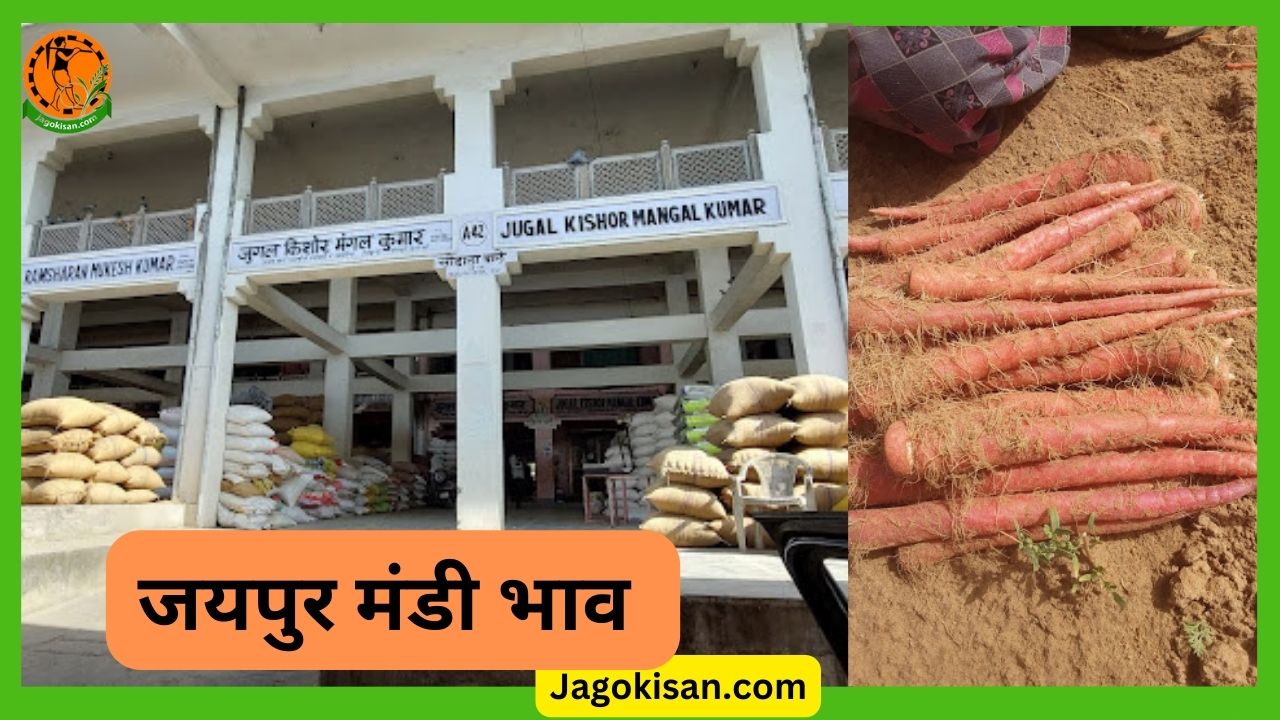 jaipur mandi bhav जयपुर मंडी भाव Mandi bhav Today आज के मंडी भाव -jagokisan
