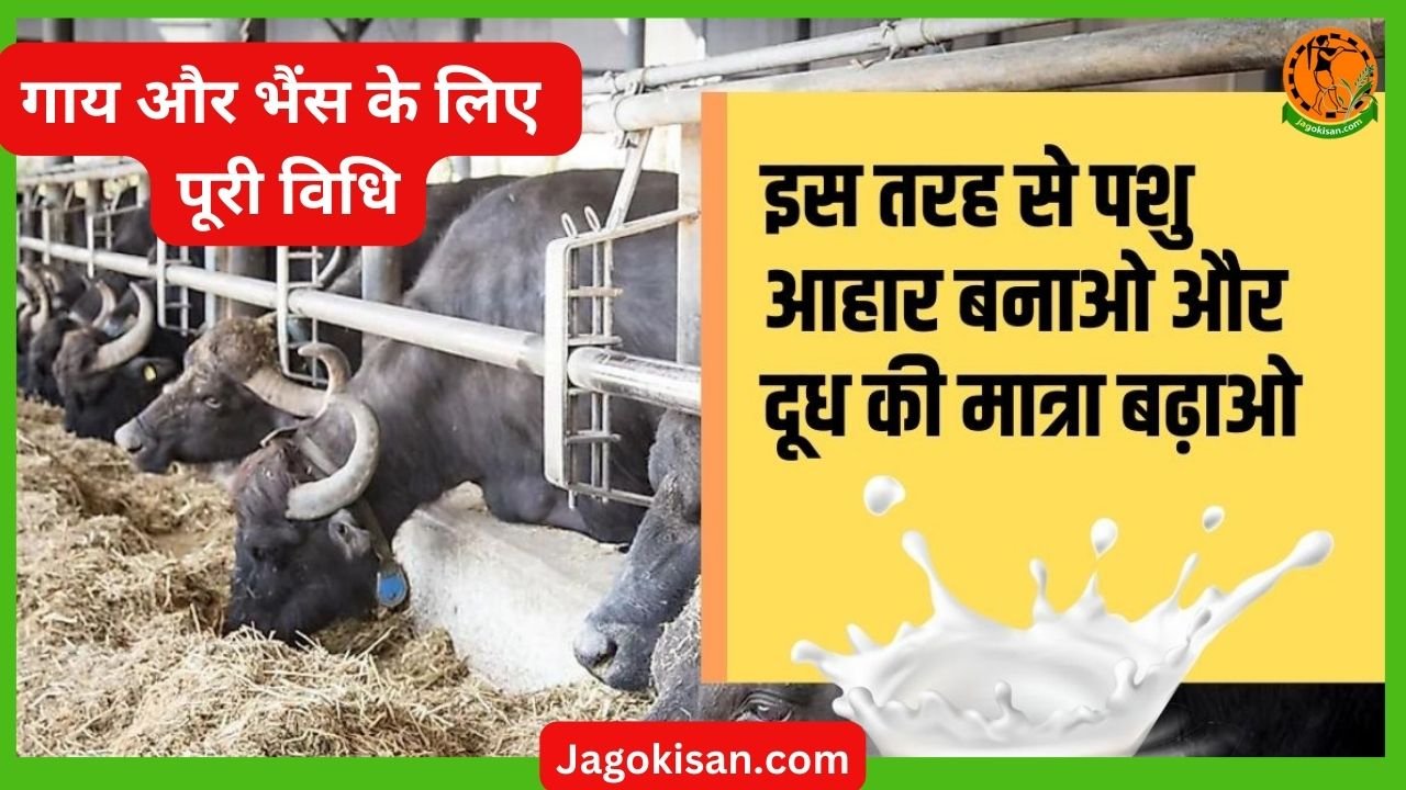 Jyada Dudh badhane ke liye santulit aahar cow & buffalo