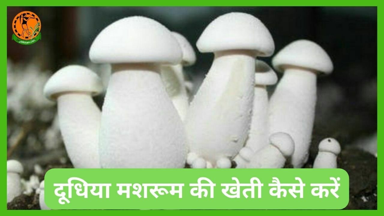 दूधिया मशरूम की खेती कैसे करें Milky Mushroom Cultivation – विधि की जानकारी