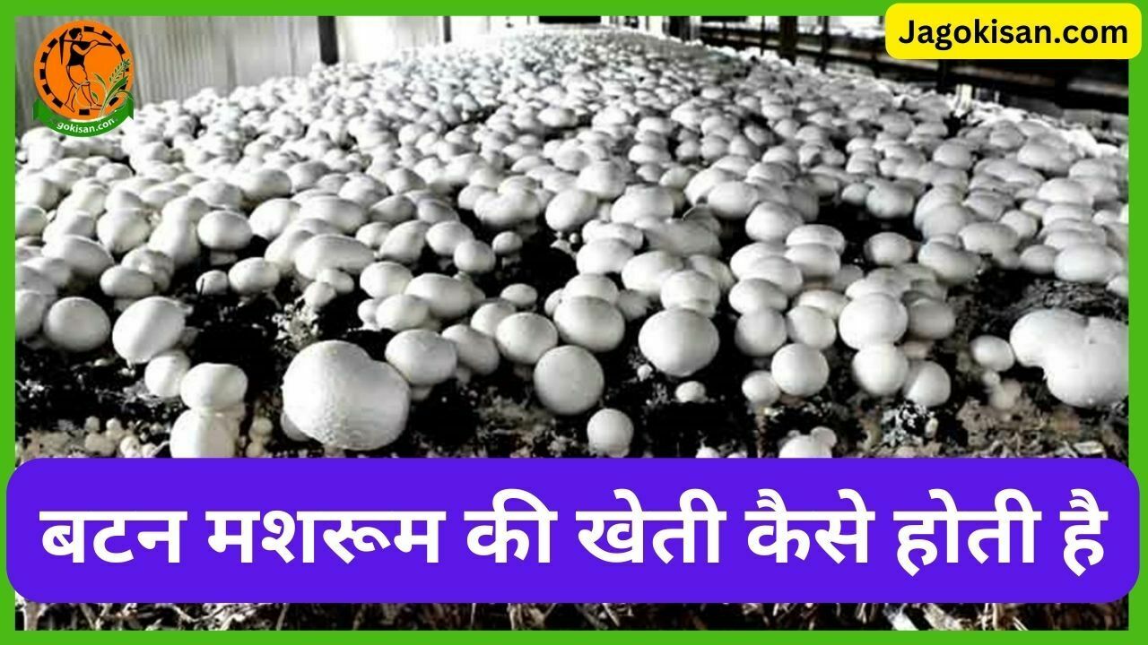 बटन मशरूम की खेती कैसे होती है | Button Mushroom Farming in Hindi