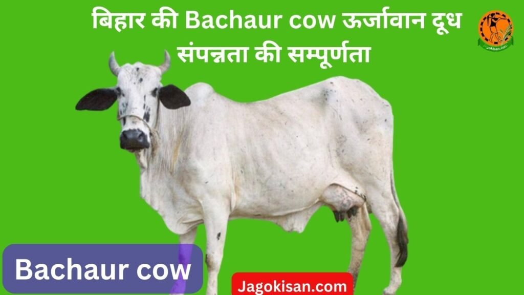 बिहार की Bachaur cow ऊर्जावान दूध संपन्नता की सम्पूर्णता 2023