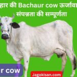 बिहार की Bachaur cow ऊर्जावान दूध संपन्नता की सम्पूर्णता 2023