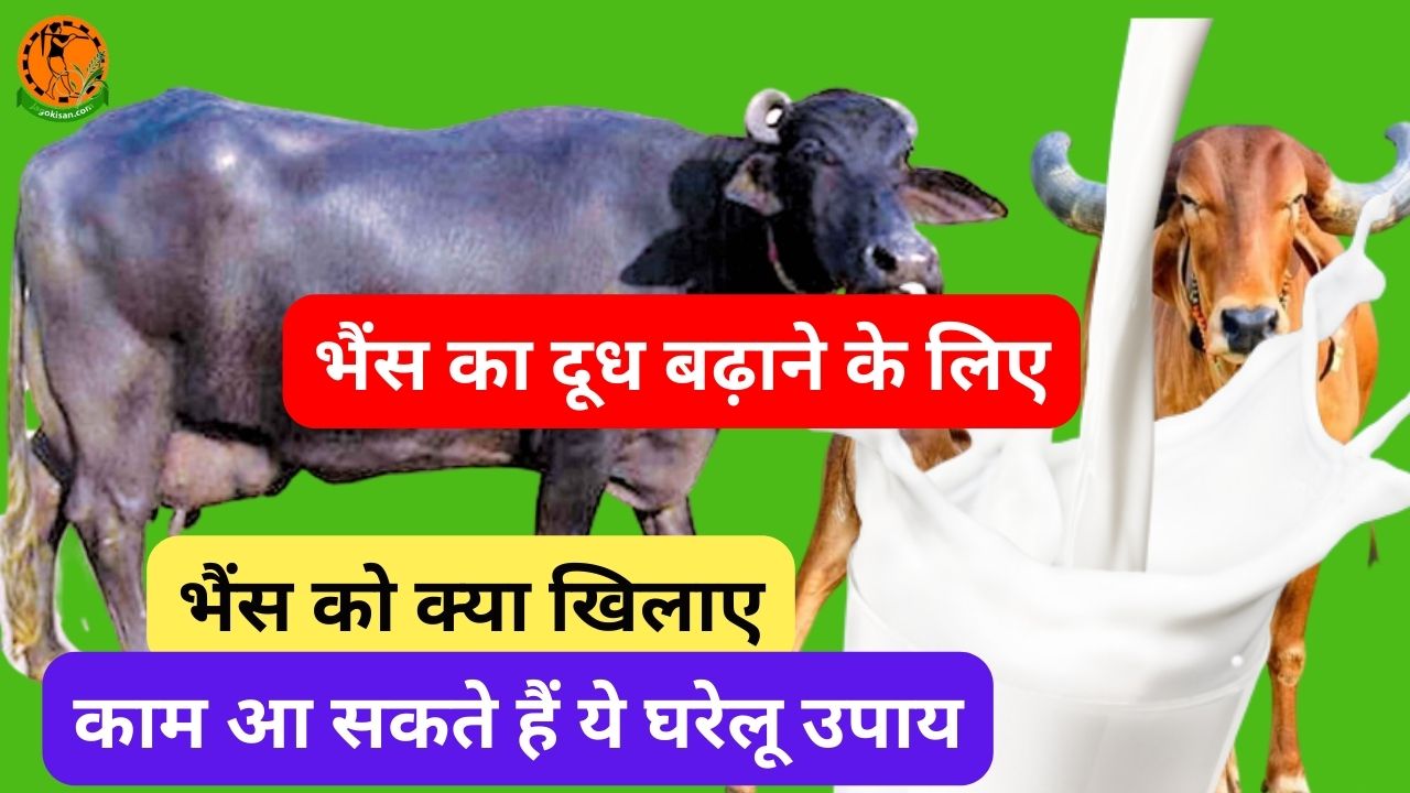 भैंस का दूध बढ़ाने के लिए भैंस को क्या खिलाए काम आ सकते हैं ये घरेलू उपाय Bhains Ka Dudh Dadhane Ke Gharelu 5 Upay