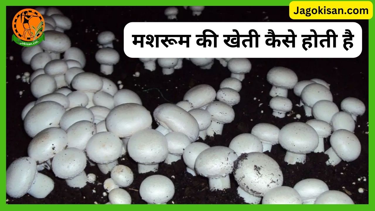 मशरूम की खेती कैसे होती है Mushroom Farming in Hindi Mushroom Price
