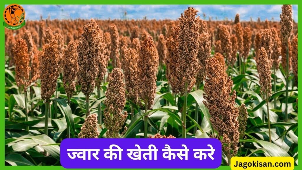 Jwar Ki Kheti | ज्वार की खेती कैसे करे | Sorghum Farming In Hindi ...